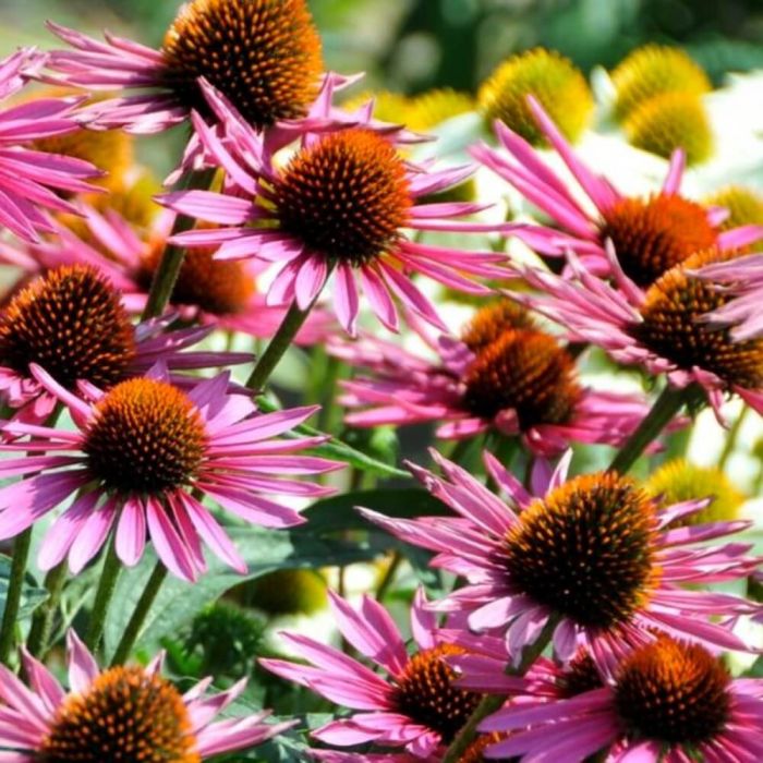 Sonnenhut\u0020\u0028Echinacea\u0020purpurea\u0029\u0020Pica\u0020Bella