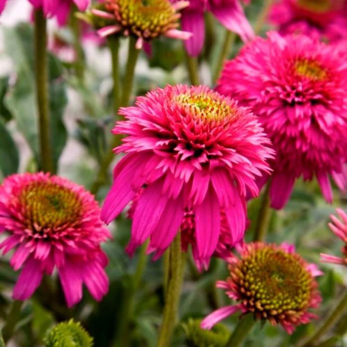 Sonnenhut\u0020\u0028Echinacea\u0020purpurea\u0029\u0020Piccolino