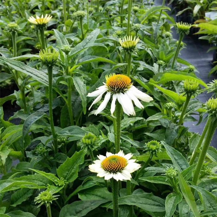 Sonnenhut\u0020\u0028Echinacea\u0020purpurea\u0029\u0020PowWow\u0020White