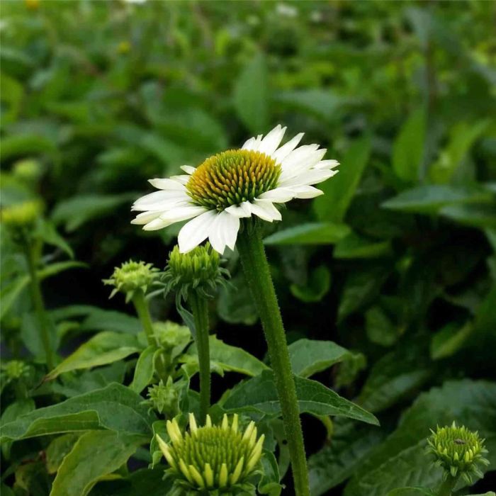 Sonnenhut\u0020\u0028Echinacea\u0020purpurea\u0029\u0020PowWow\u0020White