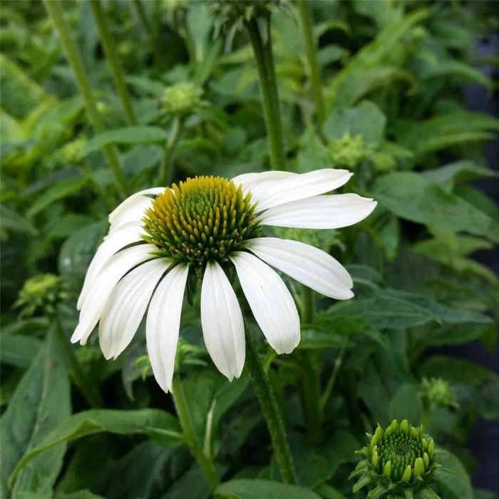 Sonnenhut\u0020\u0028Echinacea\u0020purpurea\u0029\u0020PowWow\u0020White