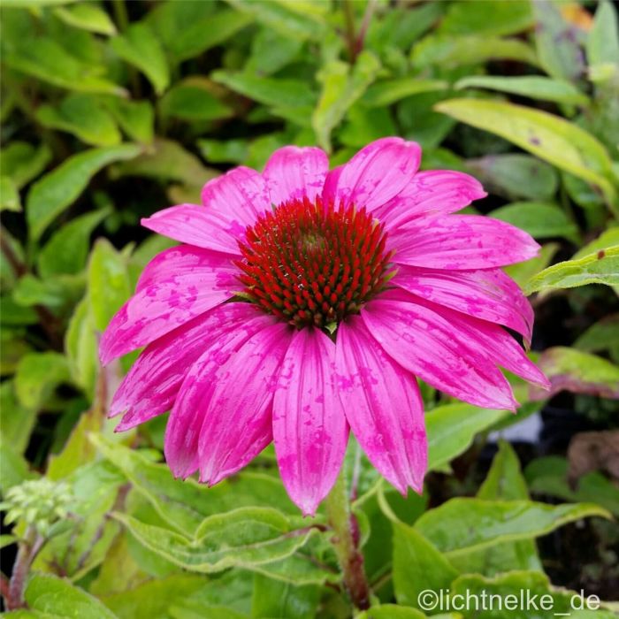 Sonnenhut\u0020\u0028Echinacea\u0020purpurea\u0029\u0020PowWow\u0020Wild\u0020Berry