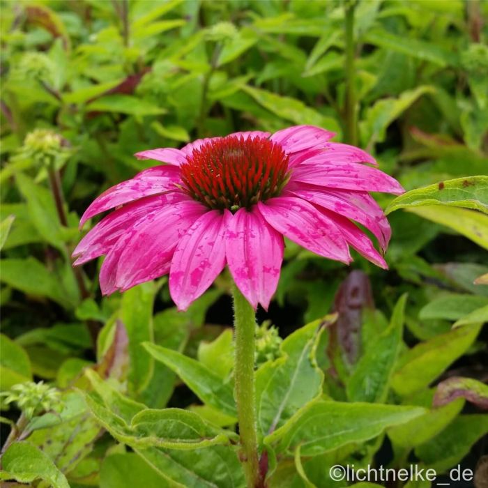 Sonnenhut\u0020\u0028Echinacea\u0020purpurea\u0029\u0020PowWow\u0020Wild\u0020Berry