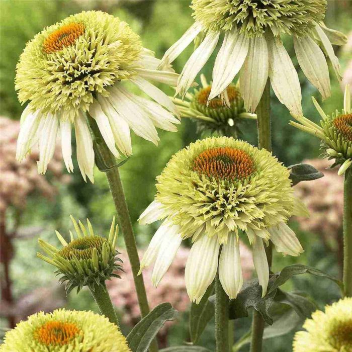 Sonnenhut\u0020\u0028Echinacea\u0020purpurea\u0029\u0020Puff\u0020Vanilla