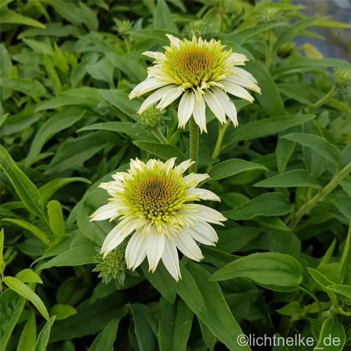 Sonnenhut\u0020\u0028Echinacea\u0020purpurea\u0029\u0020Puff\u0020Vanilla