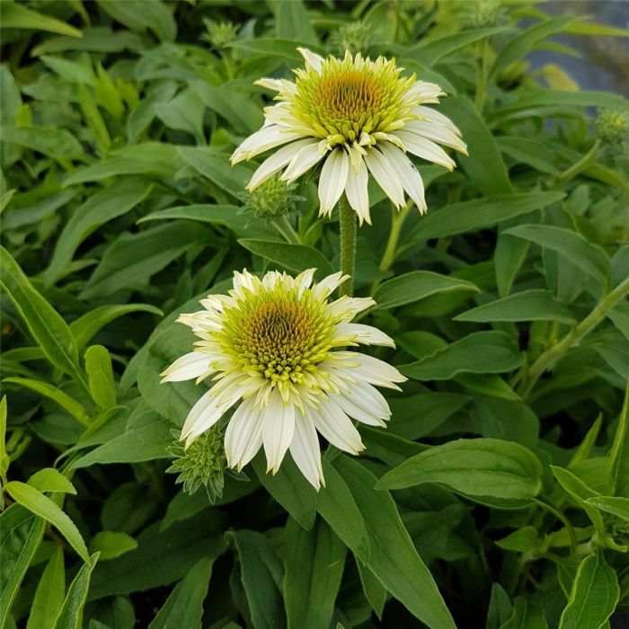 Sonnenhut\u0020\u0028Echinacea\u0020purpurea\u0029\u0020Puff\u0020Vanilla