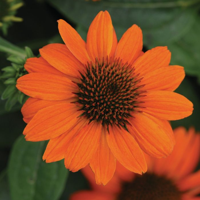 Sonnenhut\u0020\u0028Echinacea\u0020purpurea\u0029\u0020Sombrero\u00AE\u0020Adobe\u0020Orange