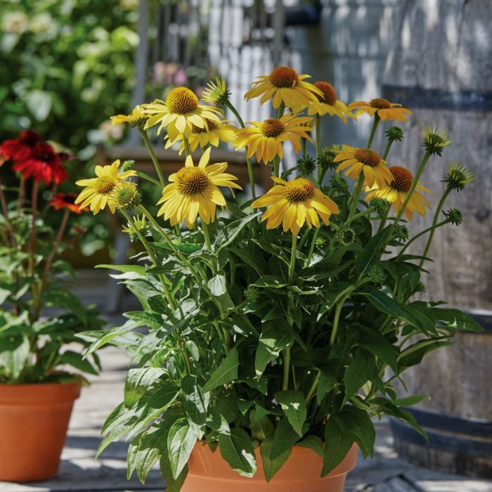 Sonnenhut\u0020\u0028Echinacea\u0020purpurea\u0029\u0020Sombrero\u00AE\u0020Lemon\u0020Yellow\u0020Impr.