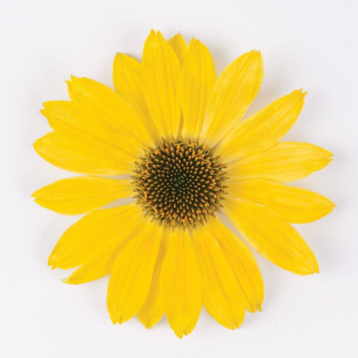 Sonnenhut\u0020\u0028Echinacea\u0020purpurea\u0029\u0020Sombrero\u00AE\u0020Lemon\u0020Yellow\u0020Impr.