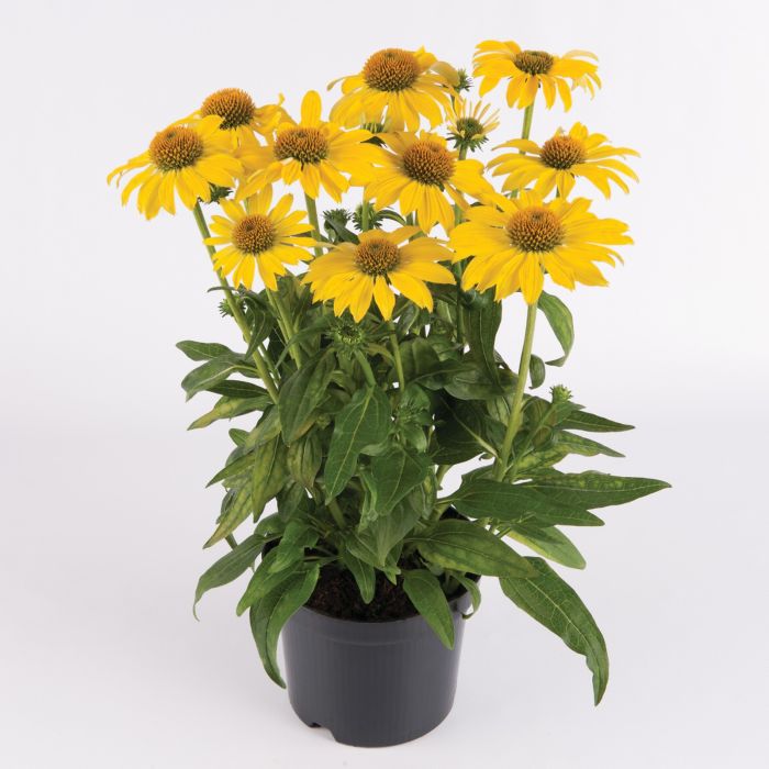 Sonnenhut\u0020\u0028Echinacea\u0020purpurea\u0029\u0020Sombrero\u00AE\u0020Lemon\u0020Yellow\u0020Impr.