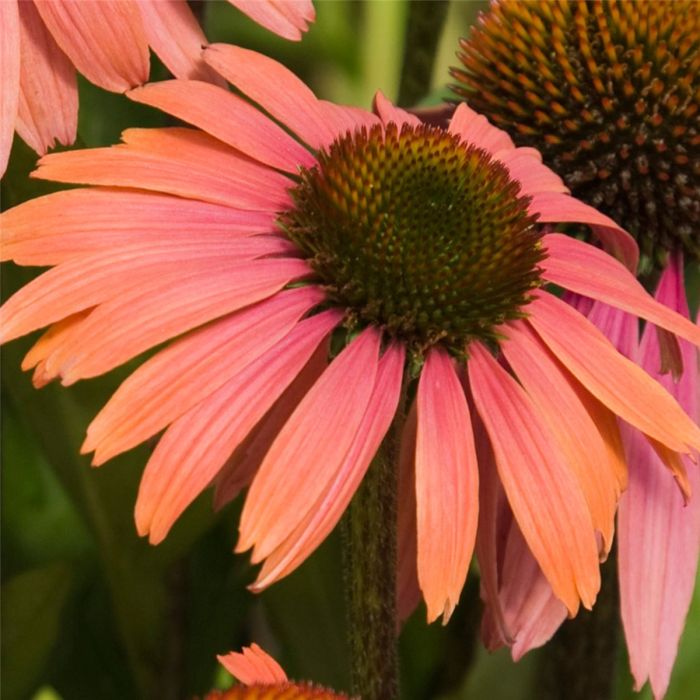 Sonnenhut\u0020\u0028Echinacea\u0020purpurea\u0029\u0020Summer\u0020Cocktail