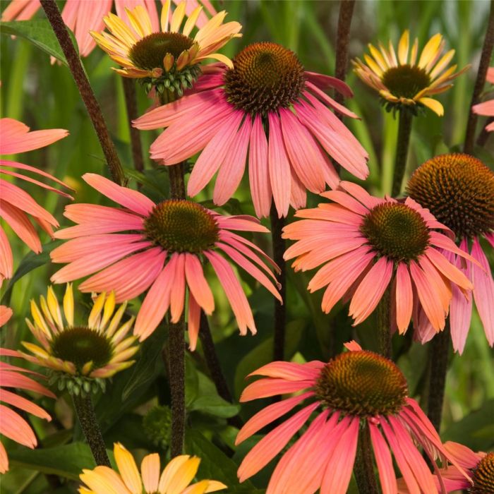 Sonnenhut\u0020\u0028Echinacea\u0020purpurea\u0029\u0020Summer\u0020Cocktail