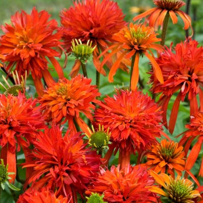 Sonnenhut\u0020\u0028Echinacea\u0020purpurea\u0029\u0020Summer\u0020Salsa