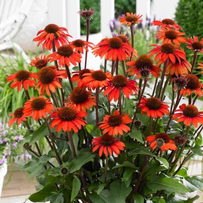 Sonnenhut\u0020\u0028Echinacea\u0020purpurea\u0029\u0020SunSeekers\u0020Orange