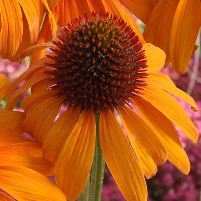 Sonnenhut\u0020\u0028Echinacea\u0020purpurea\u0029\u0020Tiki\u0020Torch