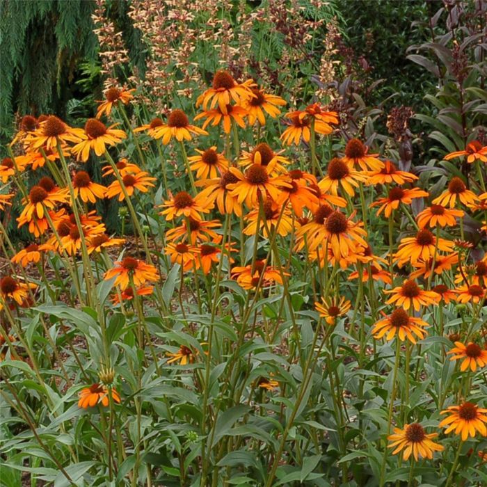 Sonnenhut\u0020\u0028Echinacea\u0020purpurea\u0029\u0020Tiki\u0020Torch