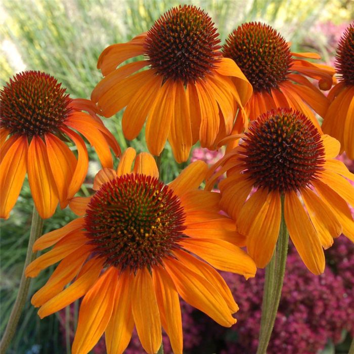 Sonnenhut\u0020\u0028Echinacea\u0020purpurea\u0029\u0020Tiki\u0020Torch