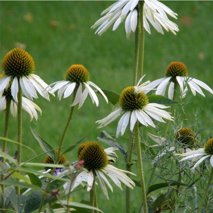 Wei\u00DFer\u0020Sonnenhut\u0020\u0028Echinacea\u0020purpurea\u0029\u0020White\u0020Swan