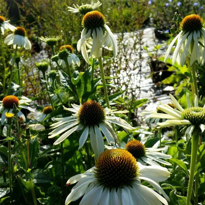 Wei\u00DFer\u0020Sonnenhut\u0020\u0028Echinacea\u0020purpurea\u0029\u0020White\u0020Swan