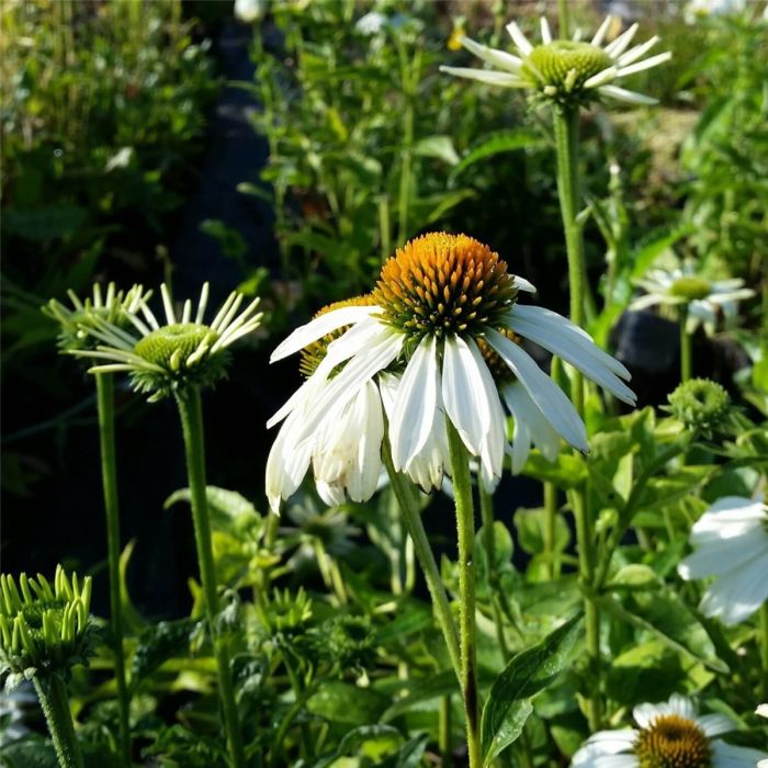 Wei\u00DFer\u0020Sonnenhut\u0020\u0028Echinacea\u0020purpurea\u0029\u0020White\u0020Swan