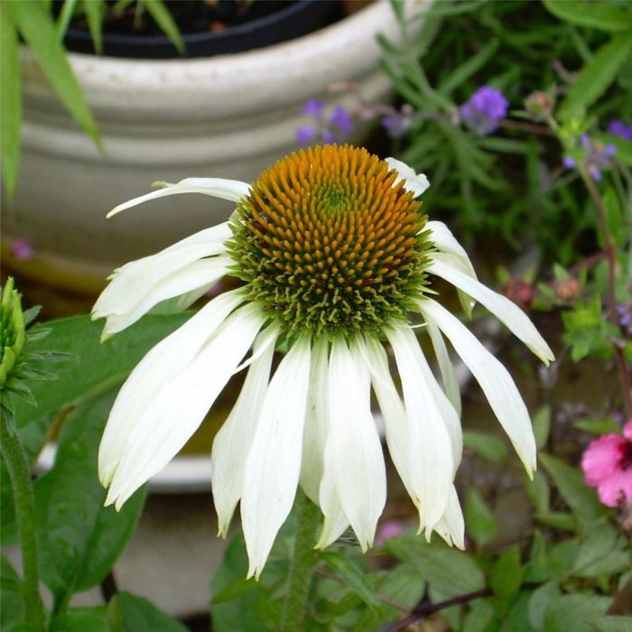 Wei\u00DFer\u0020Sonnenhut\u0020\u0028Echinacea\u0020purpurea\u0029\u0020White\u0020Swan