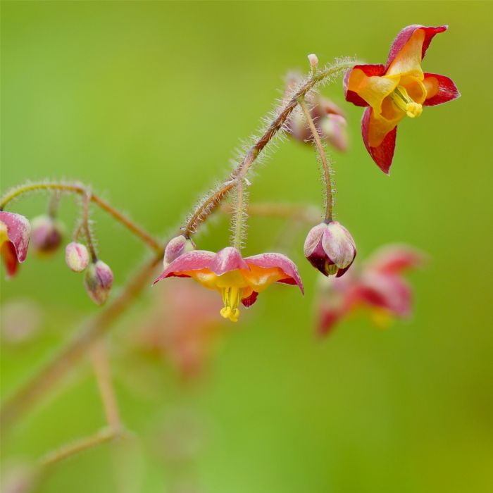 Alpen\u002DElfenblume\u0020\u0028Epimedium\u0020alpinum\u0029\u0020