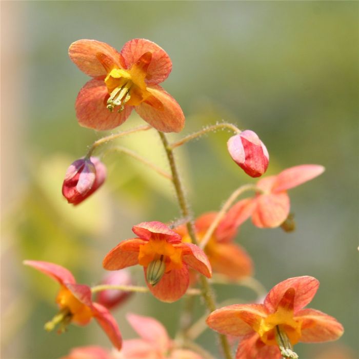 Elfenblume\u0020\u0028Epimedium\u0020warleyense\u0029\u0020Ellen\u0020Willmott