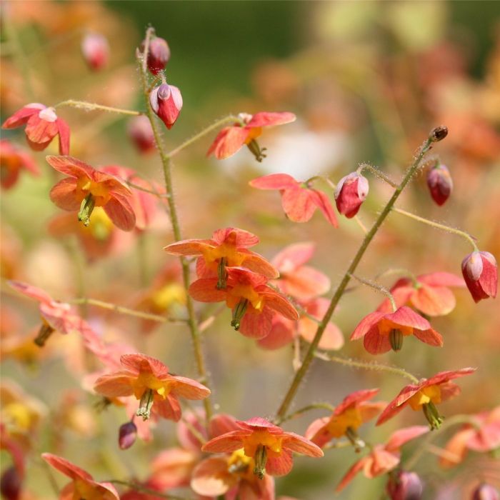 Elfenblume\u0020\u0028Epimedium\u0020warleyense\u0029\u0020Ellen\u0020Willmott