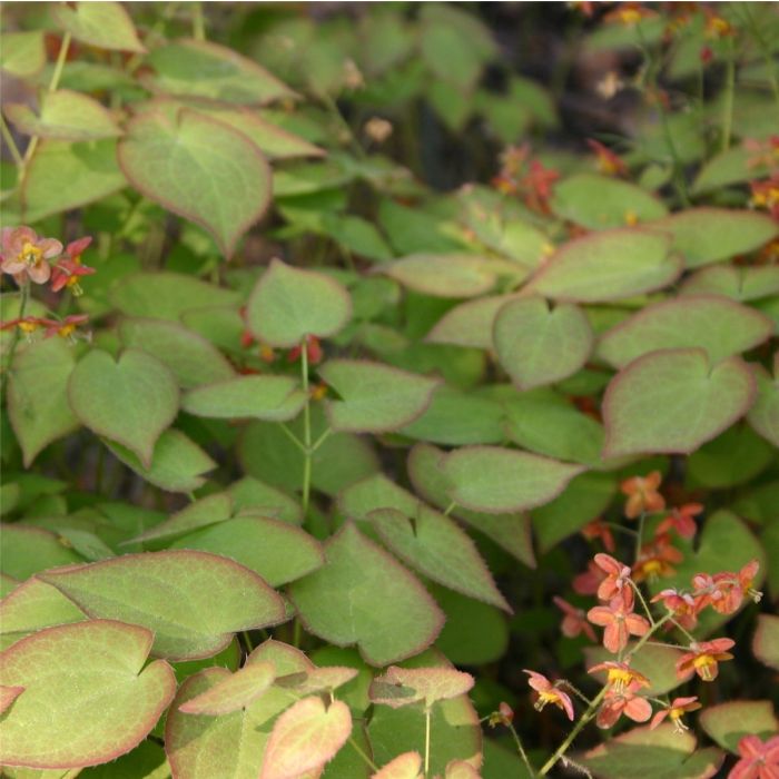 Elfenblume\u0020\u0028Epimedium\u0020warleyense\u0029\u0020Ellen\u0020Willmott