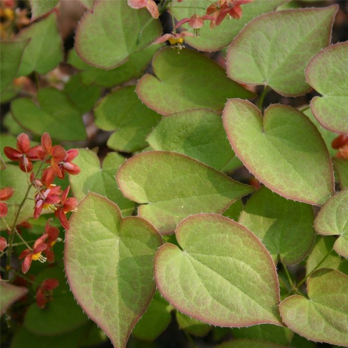 Elfenblume\u0020\u0028Epimedium\u0020warleyense\u0029\u0020Ellen\u0020Willmott