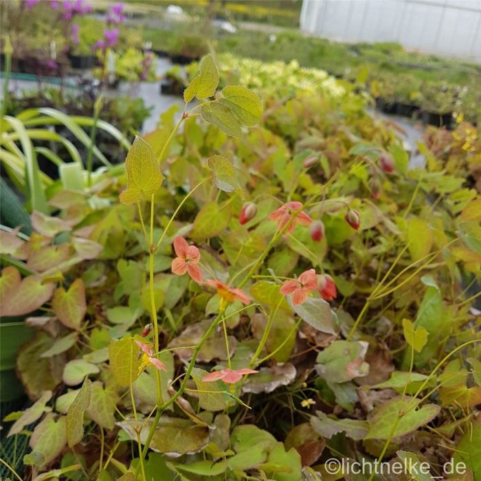 Elfenblume\u0020\u0028Epimedium\u0020warleyense\u0029\u0020Orangek\u00F6nigin