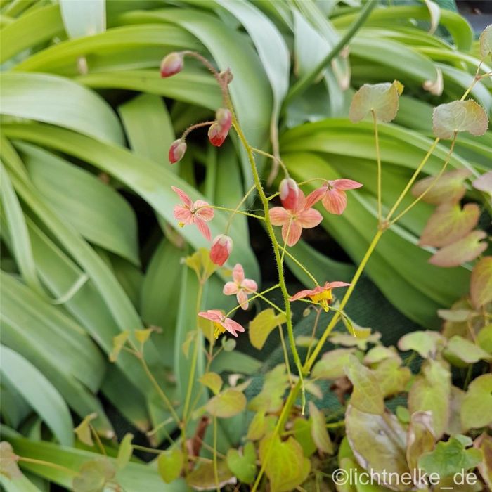 Elfenblume\u0020\u0028Epimedium\u0020warleyense\u0029\u0020Orangek\u00F6nigin