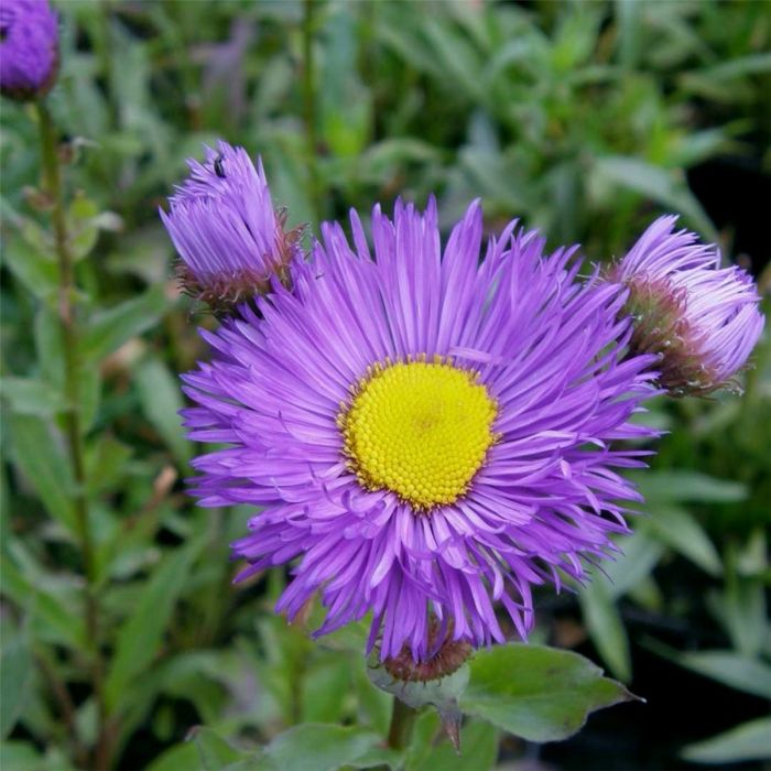 Feinstrahlaster\u0020\u0028Erigeron\u0020speciosus\u0020\u0029\u0020Nachthimmel