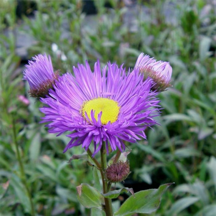 Feinstrahlaster\u0020\u0028Erigeron\u0020speciosus\u0020\u0029\u0020Nachthimmel