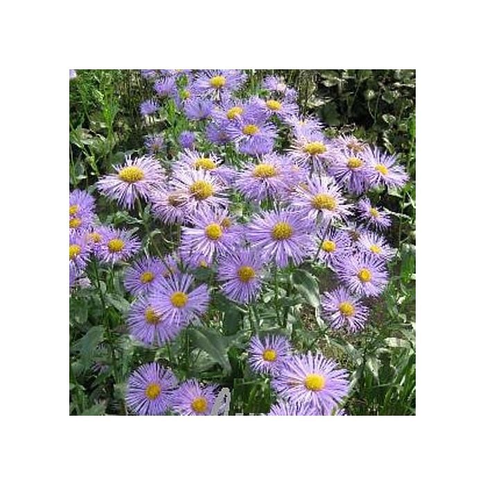 Feinstrahlaster\u0020\u0028Erigeron\u0020hybride\u0029\u0020Strahlenmeer