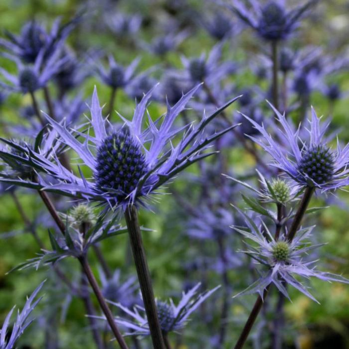 Kleine\u0020Edeldistel\u0020\u0028Eryngium\u0020cultorum\u0029\u0020Lapis\u0020Blue