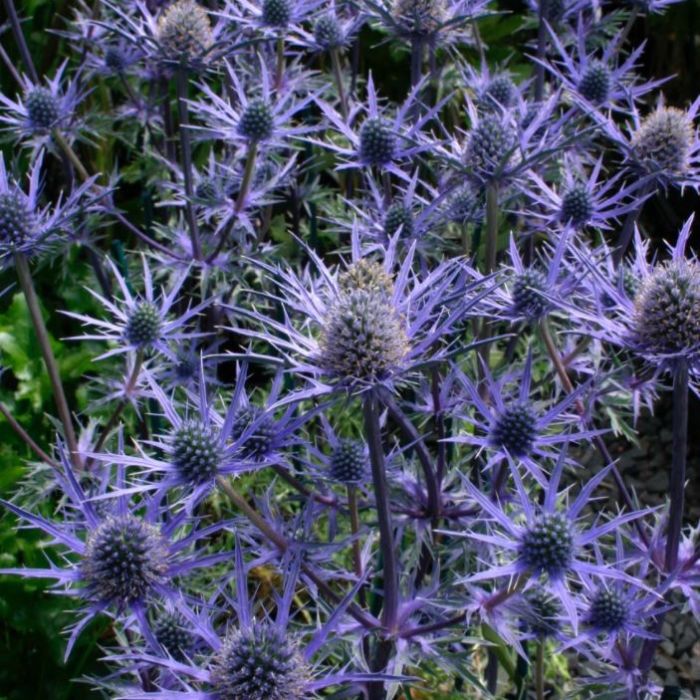 Kleine\u0020Edeldistel\u0020\u0028Eryngium\u0020cultorum\u0029\u0020Lapis\u0020Blue