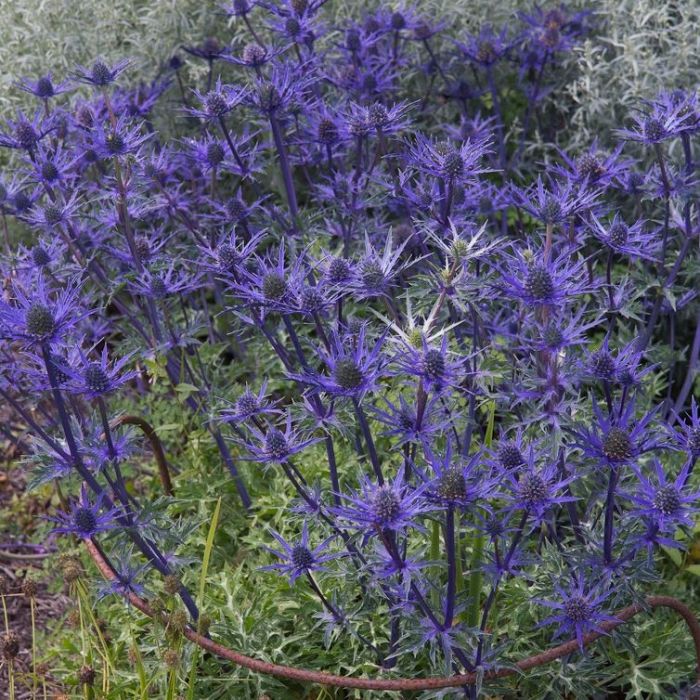 Kleine\u0020Edeldistel\u0020\u0028Eryngium\u0020cultorum\u0029\u0020Lapis\u0020Blue