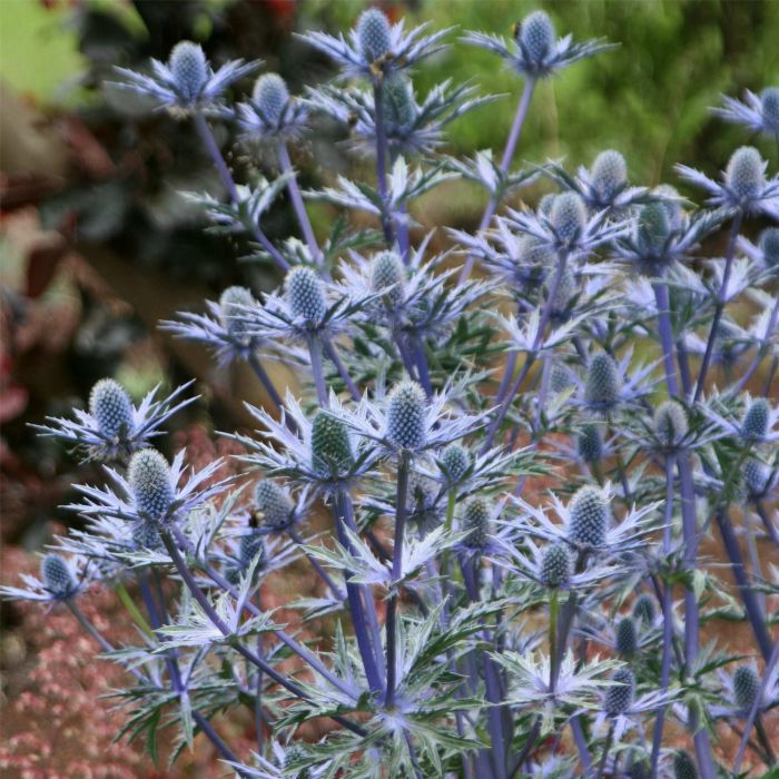 Edeldistel\u002DMannstreu\u0020\u0028Eryngium\u0020x\u0020zabelii\u0029\u0020Big\u0020Blue