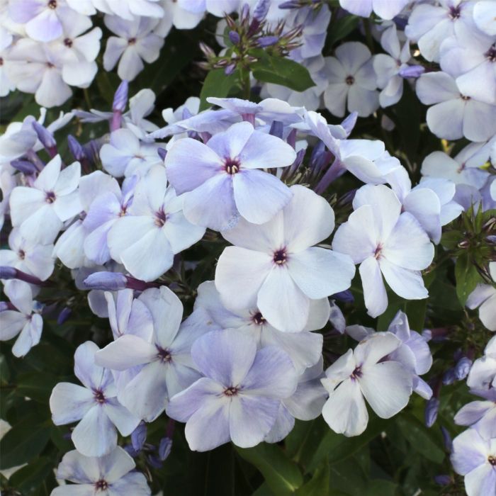 Flammenblume\u0020\u0028Phlox\u0020paniculata\u0029\u0020FLAME\u0020Marine