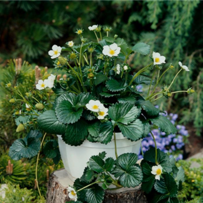 Immertragende\u0020Gartenerdbeere\u0020\u0028Fragaria\u0020x\u0020ananassa\u0029\u0020Elan\u0020F1\u0020White