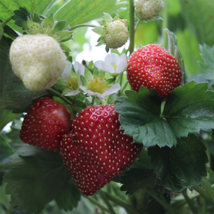 Immertragende\u0020Gartenerdbeere\u0020\u0028Fragaria\u0020x\u0020vescana\u0029\u0020Parfum\u0020Ewigi\u0020Liebi\u00AE