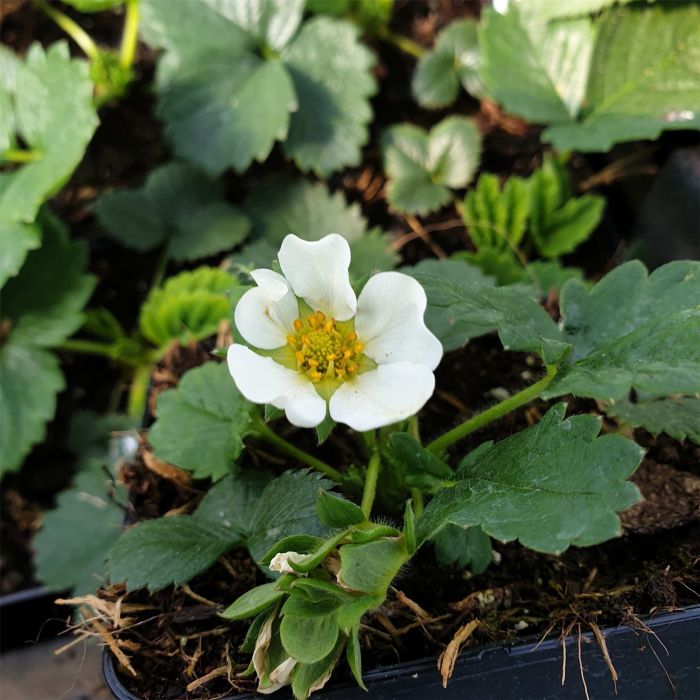 Immertragende\u0020Gartenerdbeere\u0020\u0028Fragaria\u0020x\u0020vescana\u0029\u0020Parfum\u0020Ewigi\u0020Liebi\u00AE