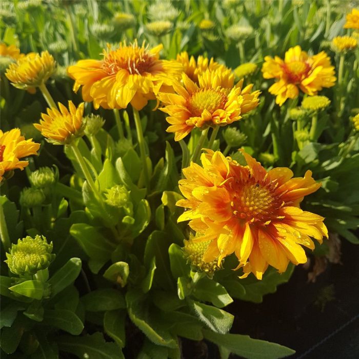 Kokardenblume\u0020\u0028Gaillardia\u0020aristata\u0029\u0020Arizona\u0020Apricot