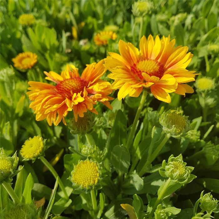 Kokardenblume\u0020\u0028Gaillardia\u0020aristata\u0029\u0020Arizona\u0020Apricot