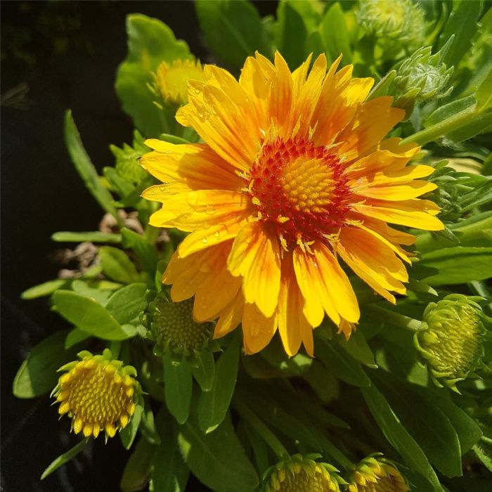 Kokardenblume\u0020\u0028Gaillardia\u0020aristata\u0029\u0020Arizona\u0020Apricot