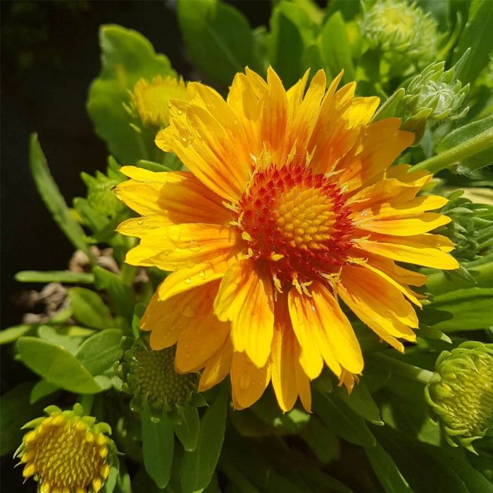 Kokardenblume\u0020\u0028Gaillardia\u0020aristata\u0029\u0020MESA\u0020Peach