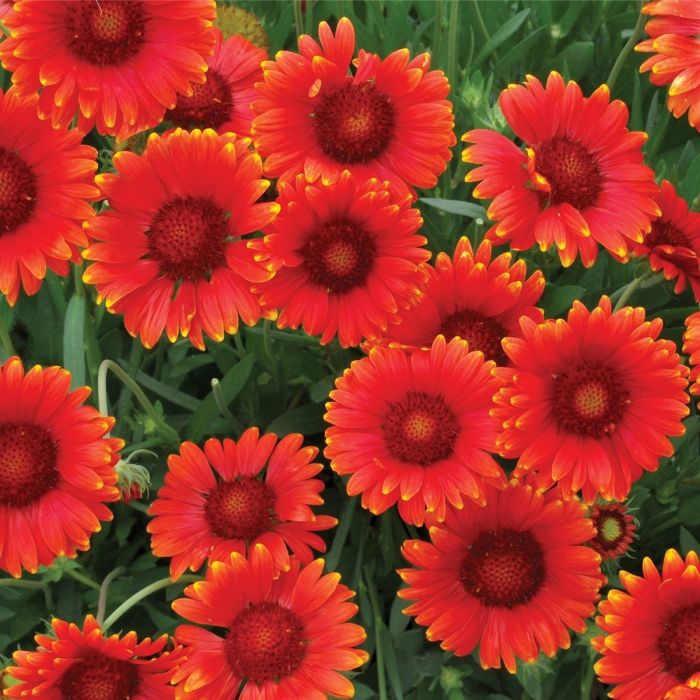 Kokardenblume\u0020\u0028Gaillardia\u0020aristata\u0029\u0020Mesa\u2122\u0020Red