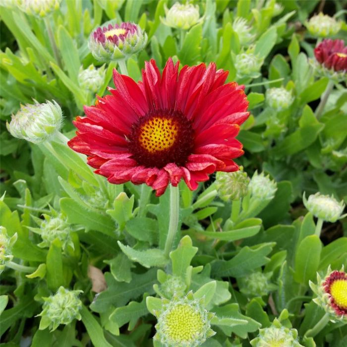 Kokardenblume\u0020\u0028Gaillardia\u0020aristata\u0029\u0020Mesa\u2122\u0020Red