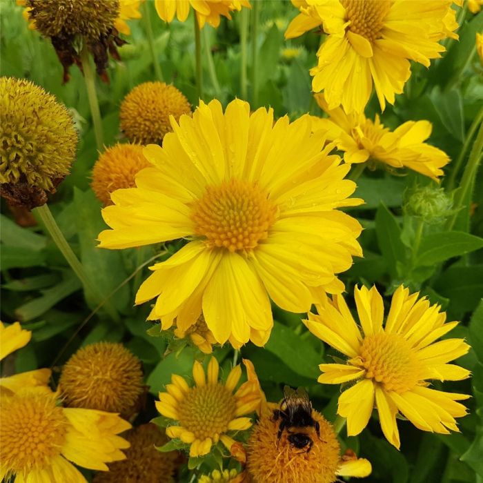 Kokardenblume\u0020\u0028Gaillardia\u0020aristata\u0029\u0020MESA\u0020Yellow